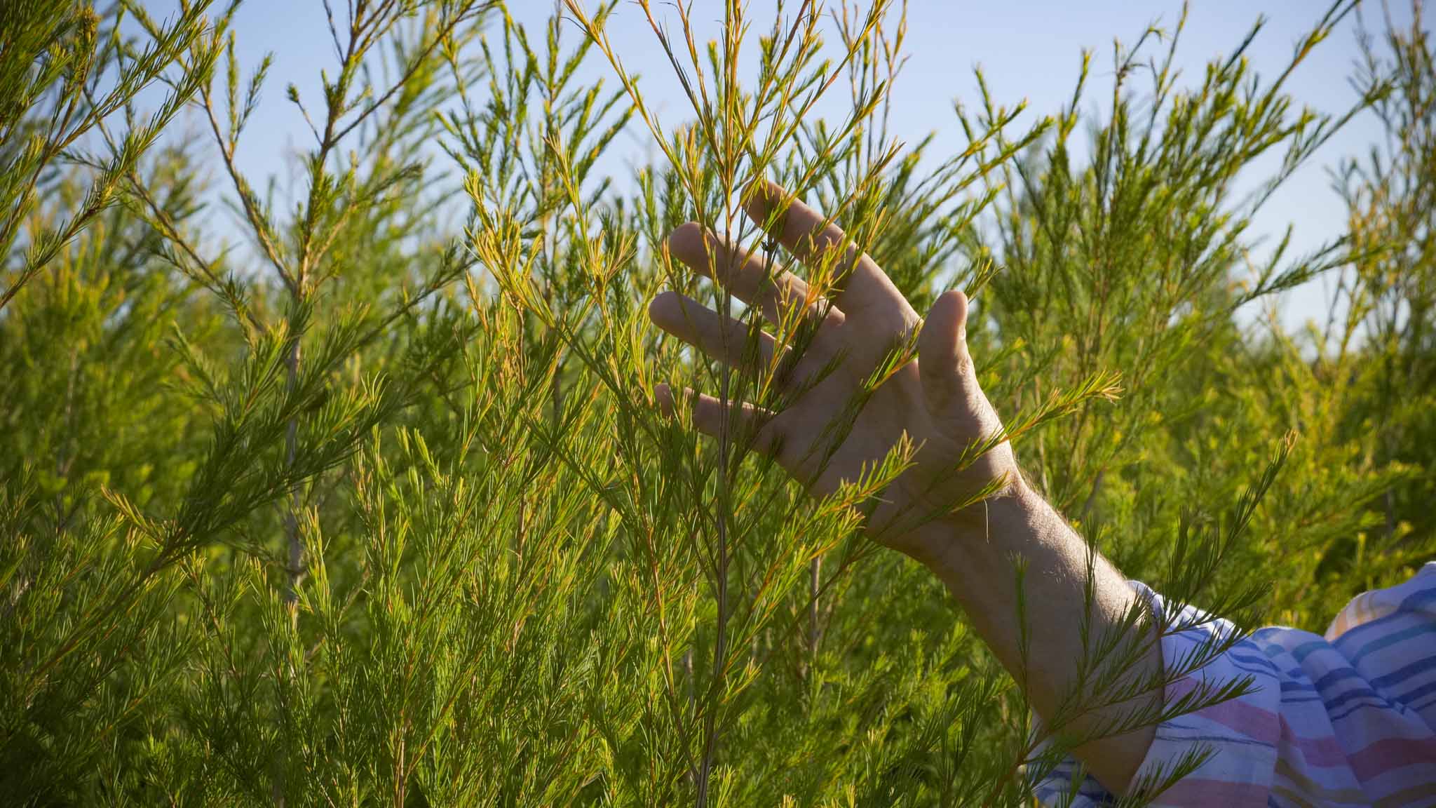 Australian Tea Tree