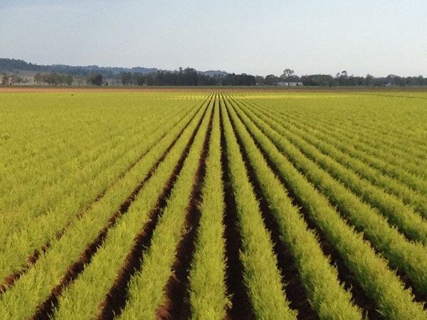 Healthy Crop Tea Tree