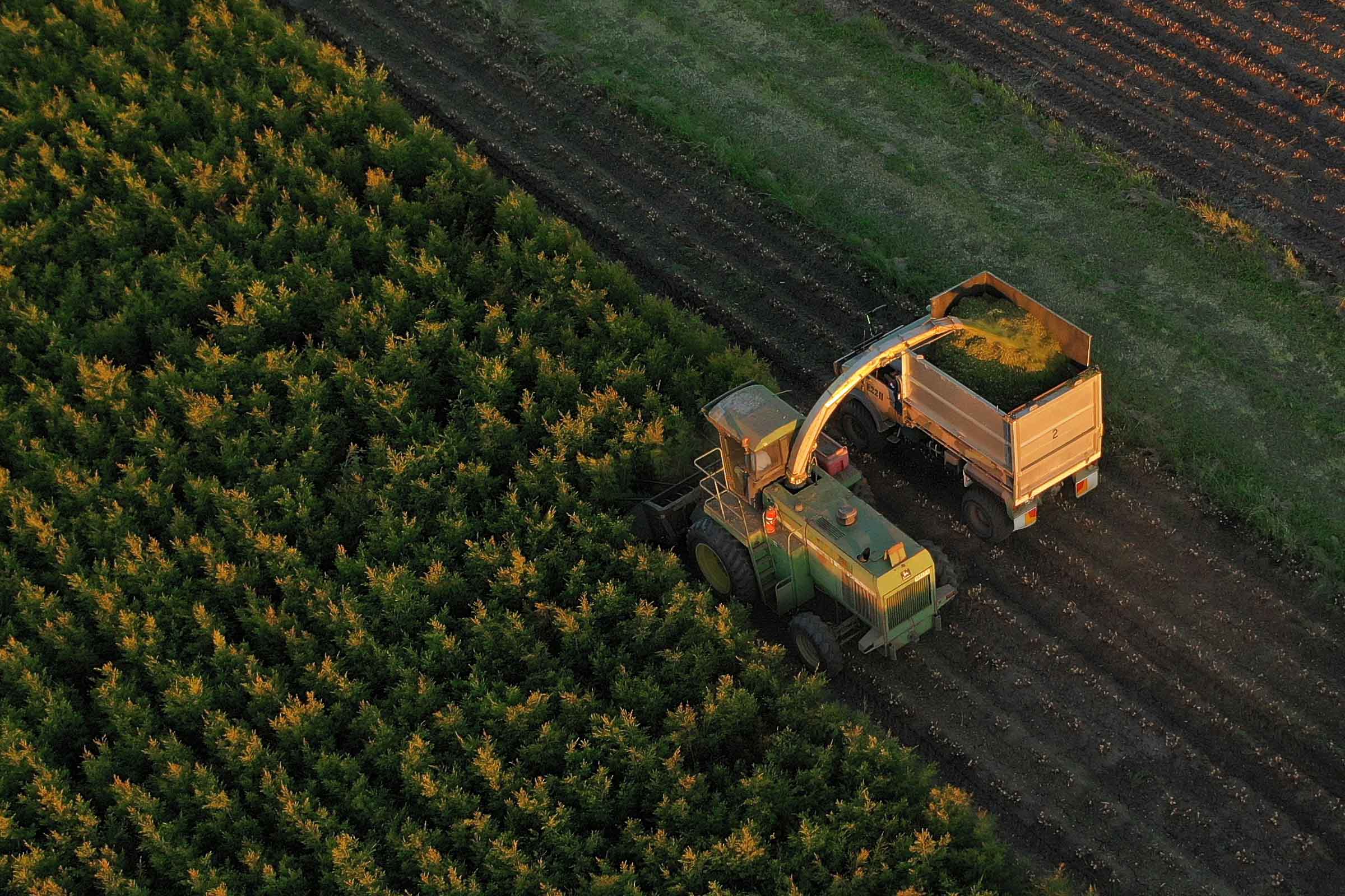 Tea Tree Harvest Blue Dog Ag
