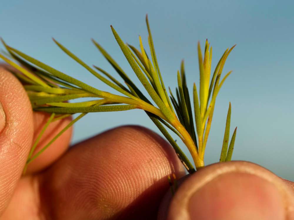 Tea Tree Leaves