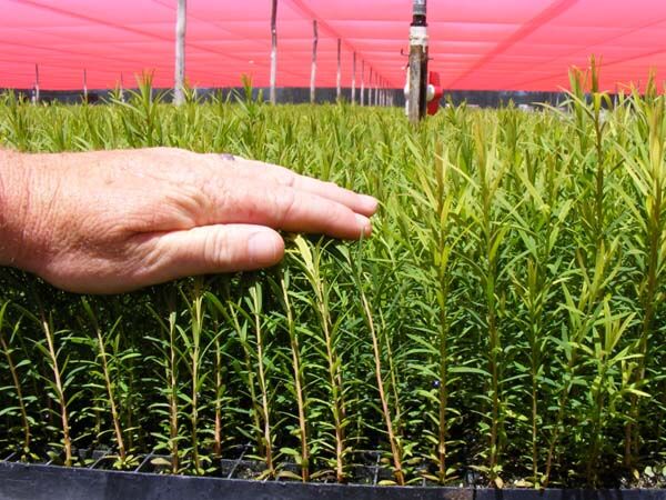 Tea Tree Seedlings